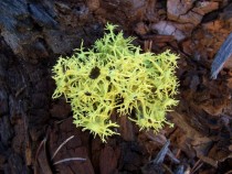 What I believe to be Letharia vulpina aka Wolf Moss Lichen that I found at near the base of Mt Shasta California 