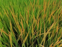 What is wrong with my rice crop