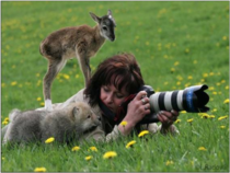 Whatcha doin lady A professional photographer out in the field is approached by both a wolf cub and a fawn 