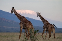 Whats up with that big mountain over there Geoff Giraffes in Tsavo Kenya with Mt Kilimanjaro in background