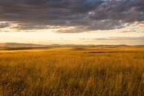 Wheat fields drenched in a golden sunset near Moscow ID 