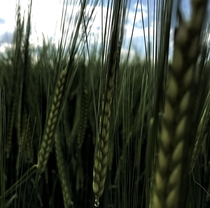 wheat in the wind  Austria 
