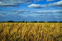 Wheat - Union City Oklahoma