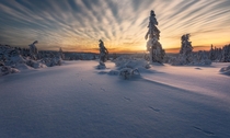 When clouds cooperate during sunrise and only a hare beat you to this spot in the white landscape winter in Kongsberg Norway 
