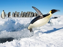 When Penguins Fly Gould Bay Antarctica Photo by Christopher Michel 
