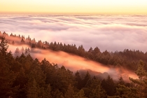 When Sneaky Fog enters between the trees of Mill Valley Mt Tamalpais State Park California 