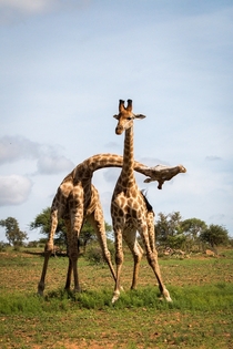 When your sibling just cant behave normally Giraffes