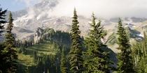 Where the trees end and the rugged peak of Mount Rainier begins 
