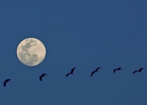 While taking pictures of the Moon last month coincidentally this Bird yes singular flew across the the frame Ive created a composite of  images out of that burst capture 