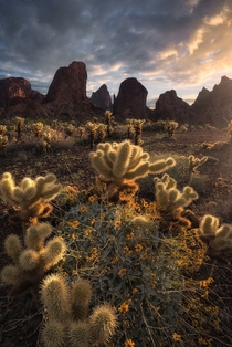 While teddy bear cholla may sound like a cute and cuddly cacti they most definitely are not They sure do catch the sunrise light well though Kofa mountains OC  ross_schram