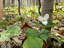 White and red trilliums at Proctor Park in Quinte West Ontario Canada White trillium is our provincial flower it is illegal to pick as the plant will not survive 