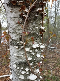 White birch poison ivy unknown papery fungus 