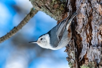 White-breasted Nuthatch probes every crevice of a pine 