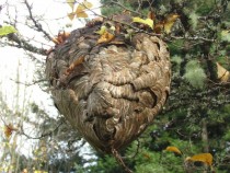 White Faced Wasp nest showing access tunnels