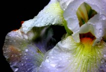 White iris with inchworm 