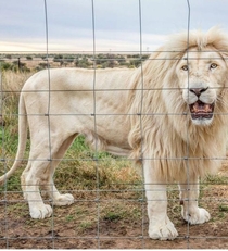 White Lion Panthera Leo Shamwari Game ReserveSouth Africa