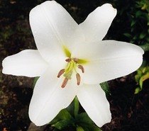 White Oriental Lily After Rainstorm