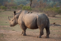 White Rhinoceros - South Africa 