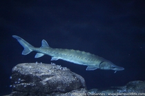 White sturgeons Acipenser transmontanus are smaller than many other sturgeons but have been overexploited by the caviar industry Luckily they are still numerous in the wild and now farmed for caviar which allows to better protect wild ones despite of poll