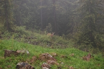 White-tail buck sporting velvet on a misty mountainside 