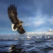 White-tailed Eagle catching a fish in Norway 
