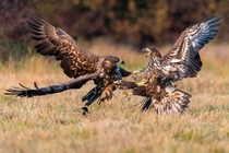White-tailed eagles Haliaeetus albicilla Photograph by Willi Rolfes 