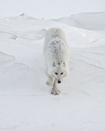 White Wolf by Vincent Munier 
