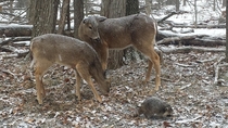 Whitetail deer and a baby raccoon in the snow