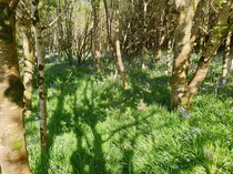 Wild bluebells at my local forest in Ireland x