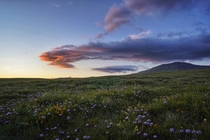 Wild flowers at dusk beneath mountain Cincar in Bosnia Glad to be back home 