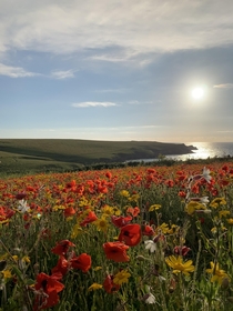 Wild flowers at West Pentire Cornwall UK 