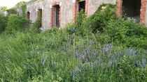 Wild flowers have replaced the boots at this abandoned military building