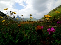 Wild flowers in Himalayas Gadsar Jammu and Kashmir OC x