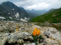 Wild flowers on high altitude Himalayas - Gadsar Jammu and Kashmir OC X