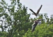 Wild Grey Geese in flight