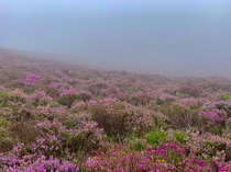 Wild heather on a misty day in Scotland 