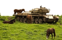Wild horses gaze next to an abandoned Israeli Centurion tank Shot left behind on the Golan Heights after the Battle of the Valley of Tears during the Yom Kippur War in 
