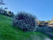 Wild Lilac in full bloom on the trail this morning part  Im guessing Ceanothus crassifolius