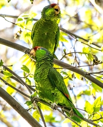 Wild Parrots in Southern California 