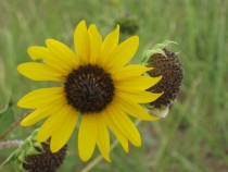 Wild Sunflower Helianthus annuus Texas 