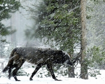 Wild wolf in snowstorm 