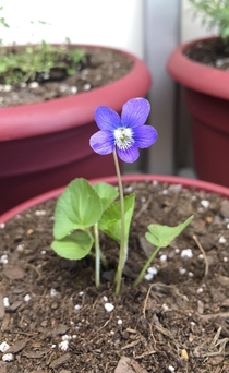 Wild Wood Violet growing indoors