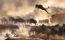 Wildebeests Migration Kenya Savanna 