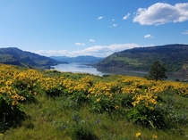 Wildflower bloom on the Mosier Plateau Trail Oregon 