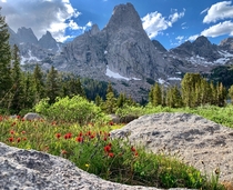 Wildflowers adorn a meadow in the Wind River Range WY 