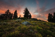 Wildflowers and pink sky on Mount Ashland OR 