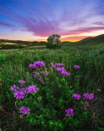 Wildflowers and sunset in Saskatchewan Canada 
