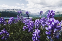 Wildflowers blooming at glacier national park 