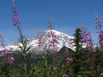 Wildflowers blooming in front of Mt Rainier Washington 