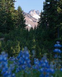 Wildflowers evergreens and a volcano in Oregons Central Cascades 